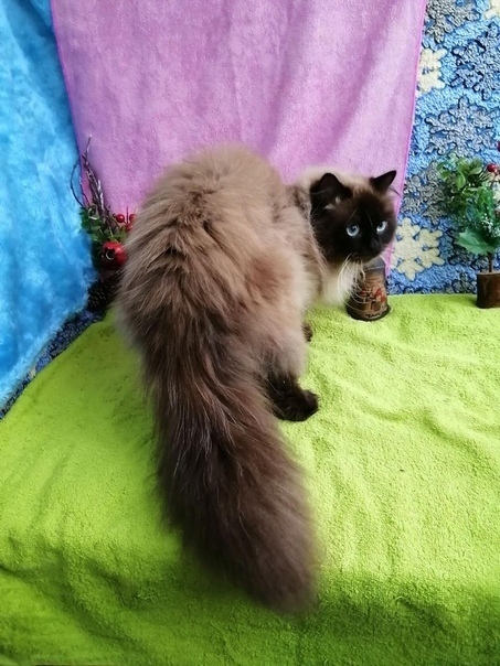 "Ура! Я нашел "свободные уши"!" (дневник кота)