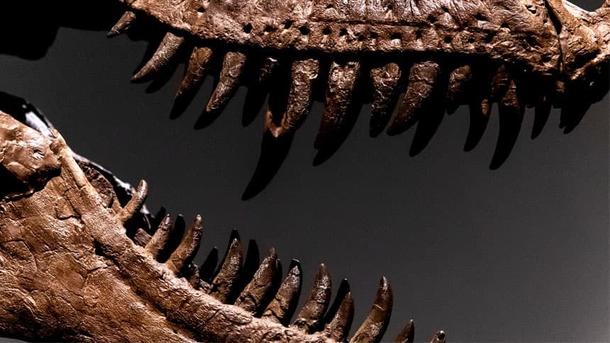 Что вы можете купить за 5 миллионов долларов США: Скелет динозавра