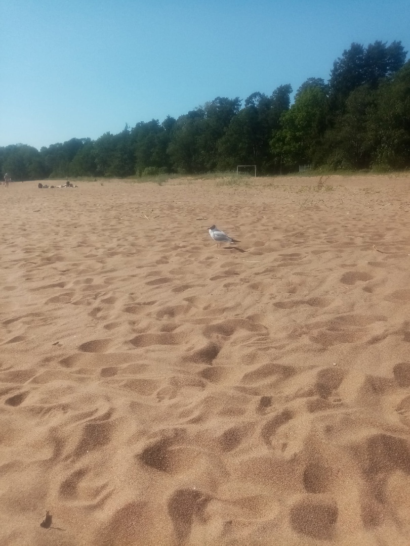 Горькая дыня. Ваше мнение