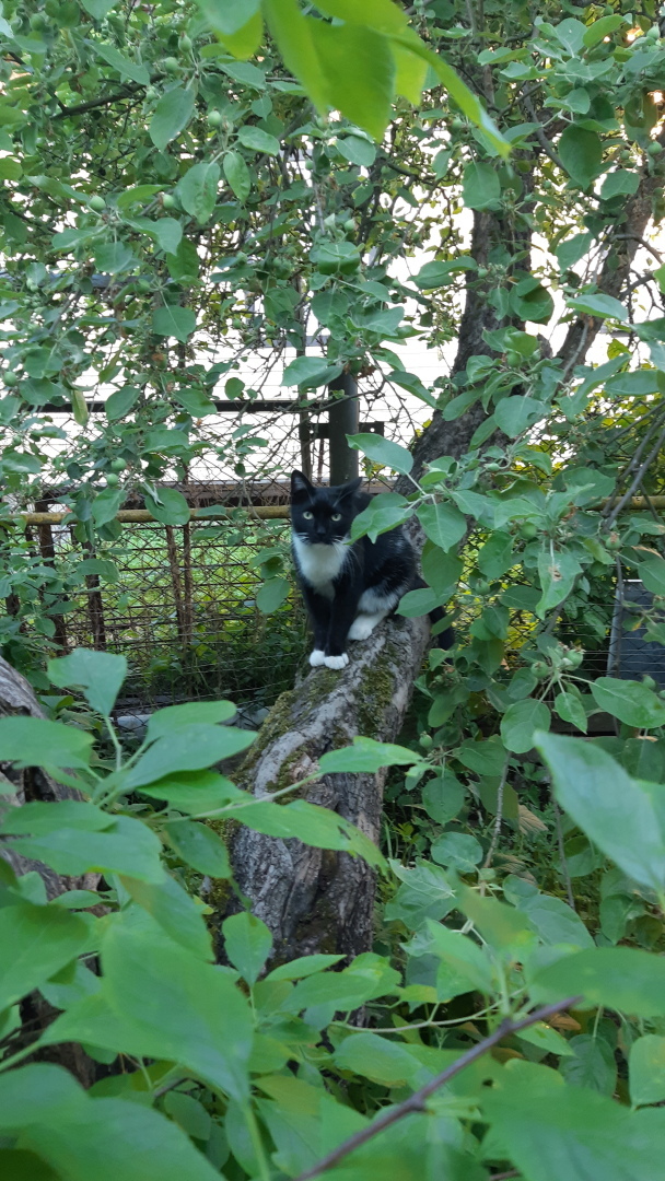 "Пушистые лекари": как кошки лечат человека?