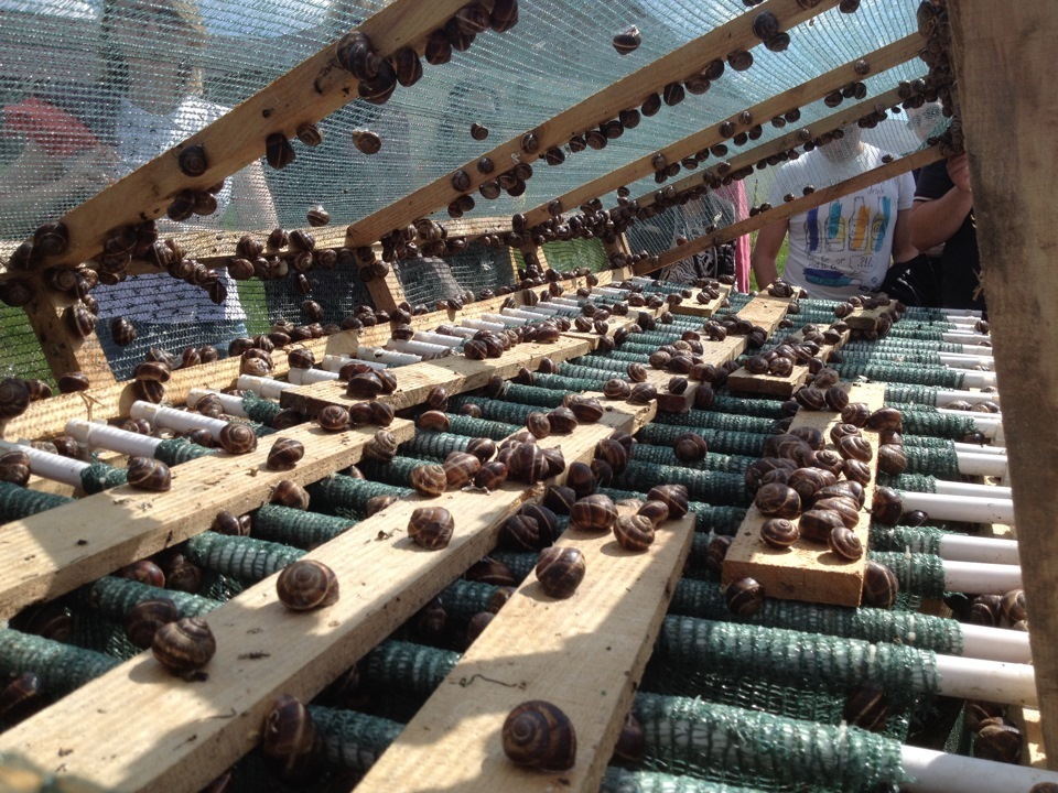 Необычный бизнес в Подмосковье - "Экодеревушка". " Мужики, вы слышали? Все на улиток! Заодно решим демографическую проблему"