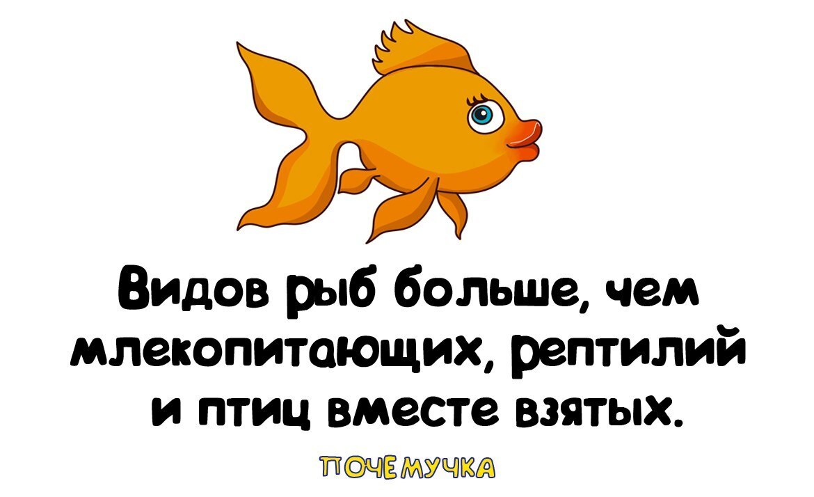 Самые интересные и неожиданные факты, простым языком в забавных картинках. Почемучка.