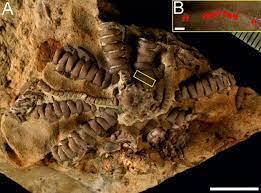 Окаменелость найдена от палеонтологи в Эфиопии, назвали на именем Зеленского
