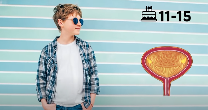 Сколько можно удерживать мочу, не взрываясь?