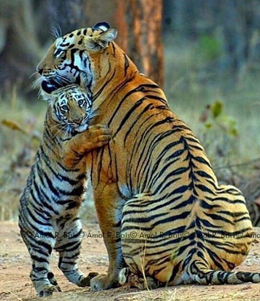 Рыжий в чёрную полоску или черный в рыжую? 29 июля международный День тигра.