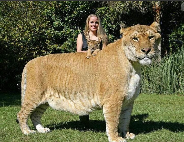 Самая большая кошка