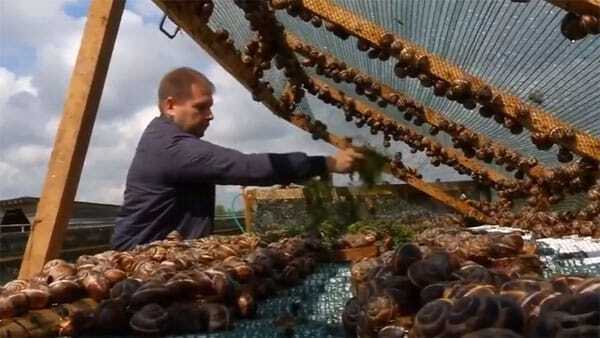 Необычный бизнес в Подмосковье - "Экодеревушка". " Мужики, вы слышали? Все на улиток! Заодно решим демографическую проблему"