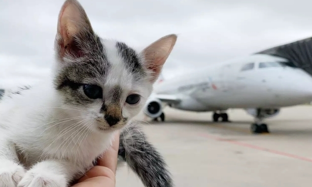 Бездомного котенка усыновил сотрудник службы безопасности.
