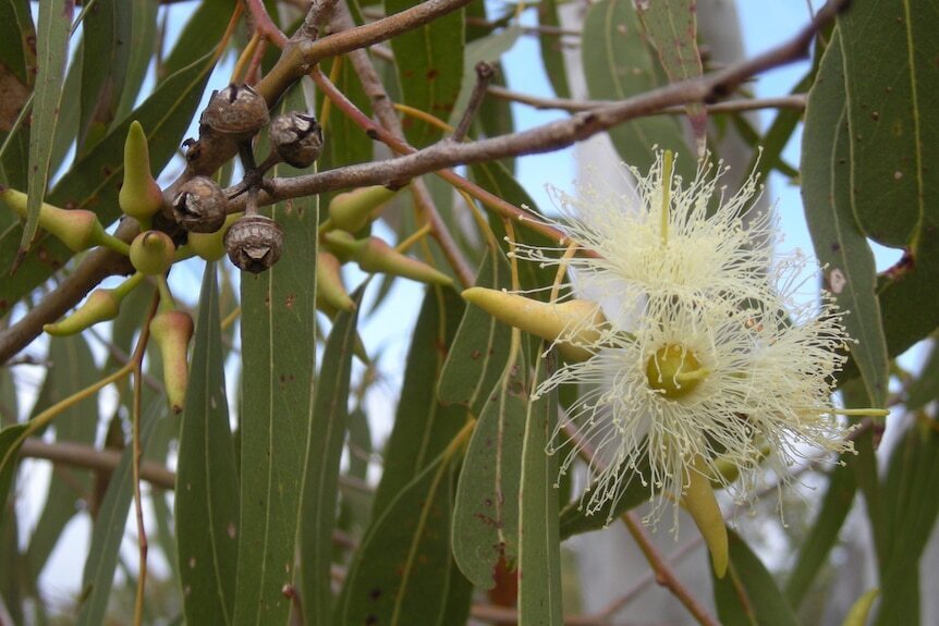 Эвкалипты - символ австралийского пейзажа, но их генеалогическое древо окутано тайной.