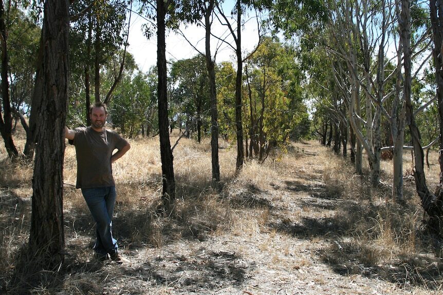 Эвкалипты - символ австралийского пейзажа, но их генеалогическое древо окутано тайной.