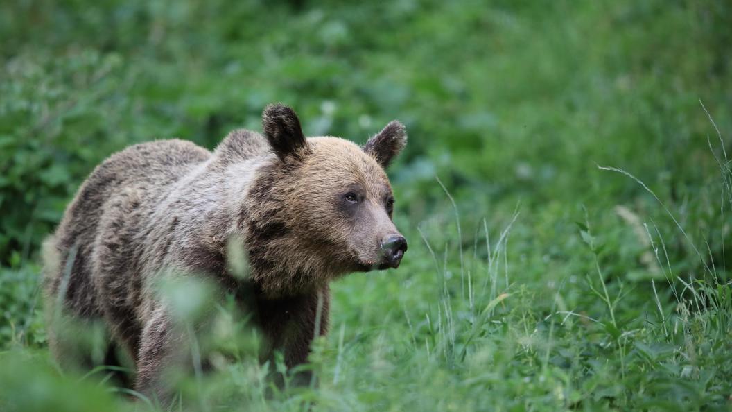 На трассе в ХМАО убили медвежонка: косолапый не заслужил 6 выстрелов. Живодеры задержаны, следствие идет, а "Мишку" не вернуть...