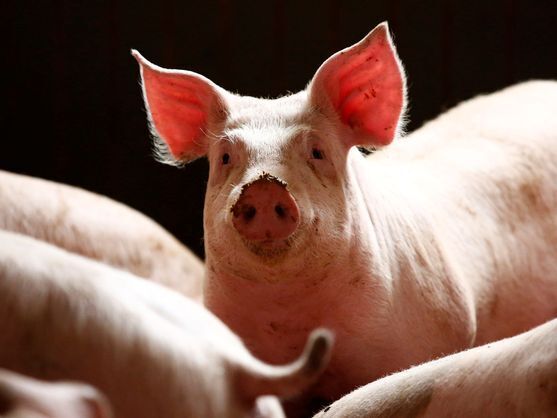 Восстановление клеточных функций. Ученым удается «воскресить» органы свиней через час после их смерти.