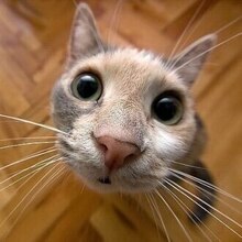 Лю, г. Ставрополь