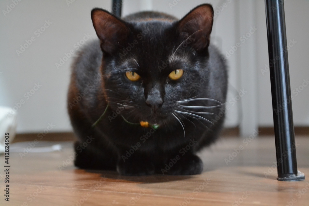 Как назвать кошку! Мисс Пипке нашли подружку))) Помогайте!