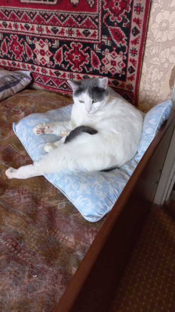 Что делать, если в наследство досталась кошка?