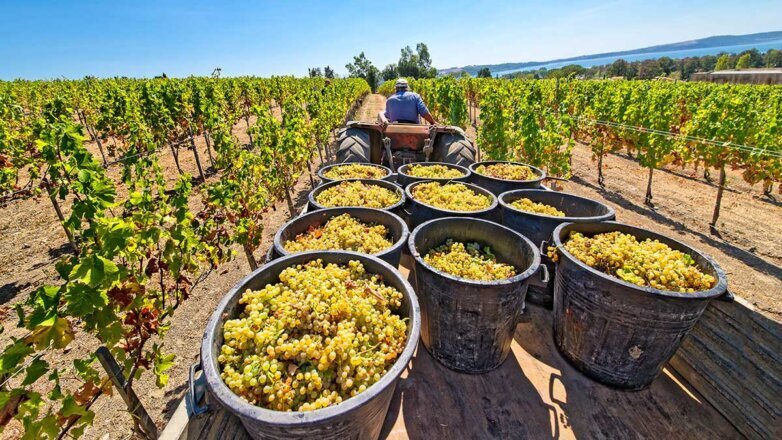 Вино – один из древнейших алкогольных напитков, известных человеку. Оно может быть полезно для здоровья, но может и навредить.