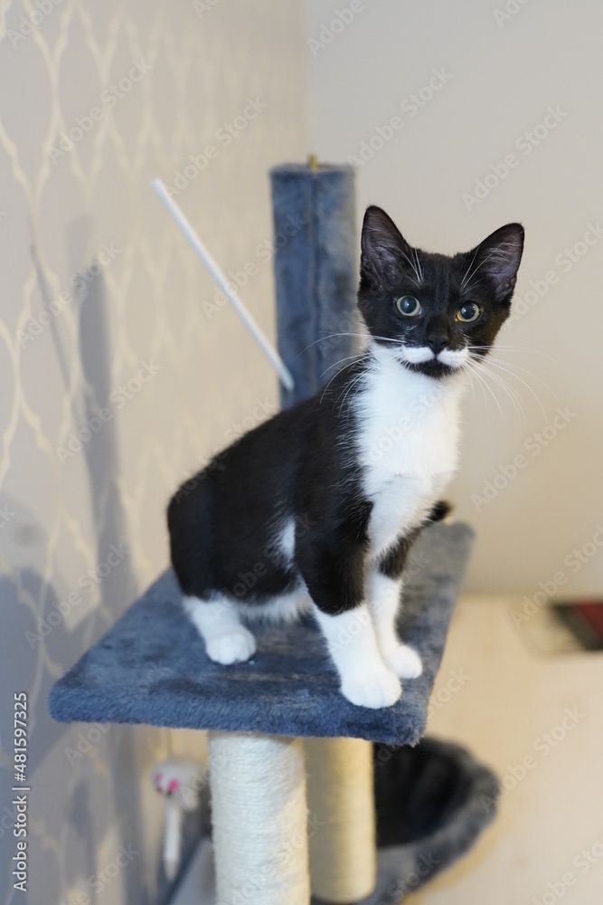 Как назвать кошку! Мисс Пипке нашли подружку))) Помогайте!