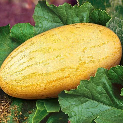 Как не ошибиться с выбором дыни?