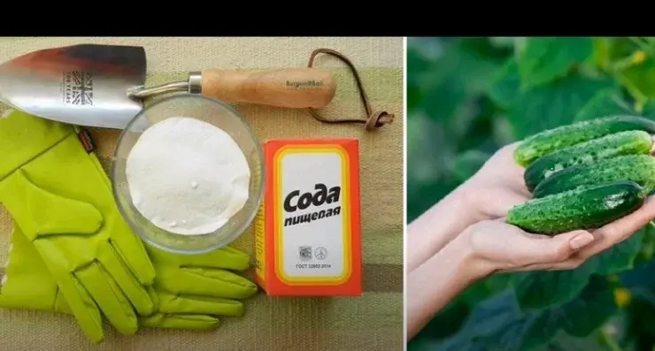 Для чего нужно поливать огурцы раствором с содой?