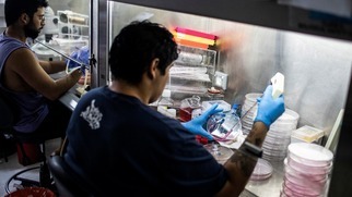 Искусственных детей будут разбирать на органы