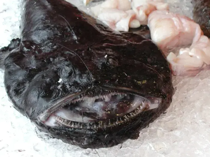Морской аконит