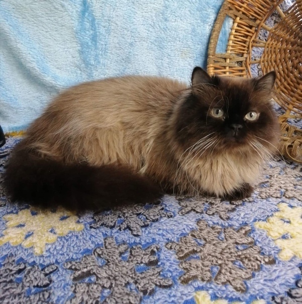 "Ура! Я нашел "свободные уши"!" (дневник кота)