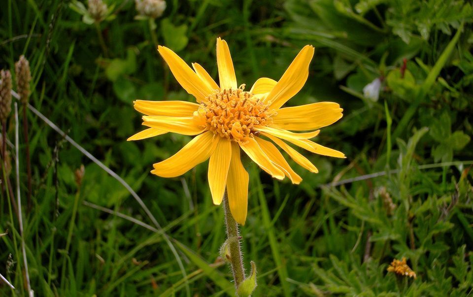 Лучшие домашние средства при простуде и от боли в горле.