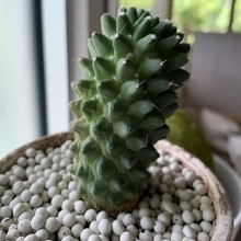 Natalya, г. Иваново