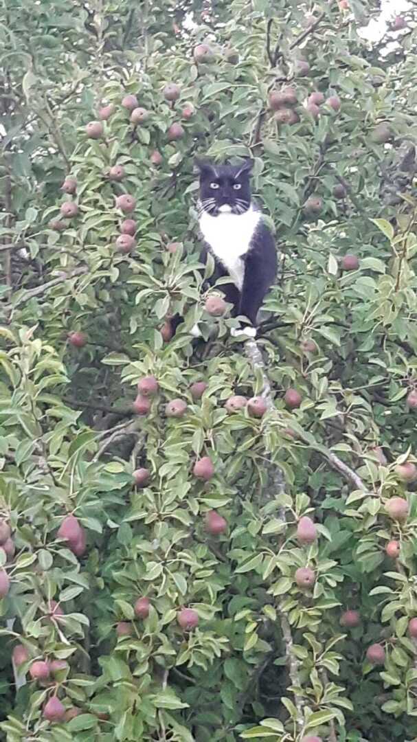 "Ваша киска купила бы Вискас": чем будут кормить домашних питомцев в России в ближайшем будущем?