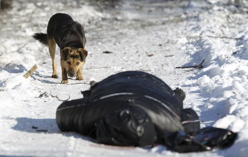 Собаки как санитары украинской природы