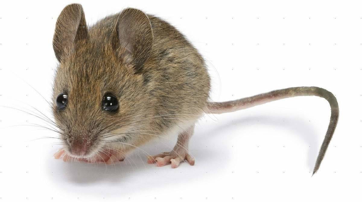 Мышиные 3D исследования или гуманные поиски терапии от рака