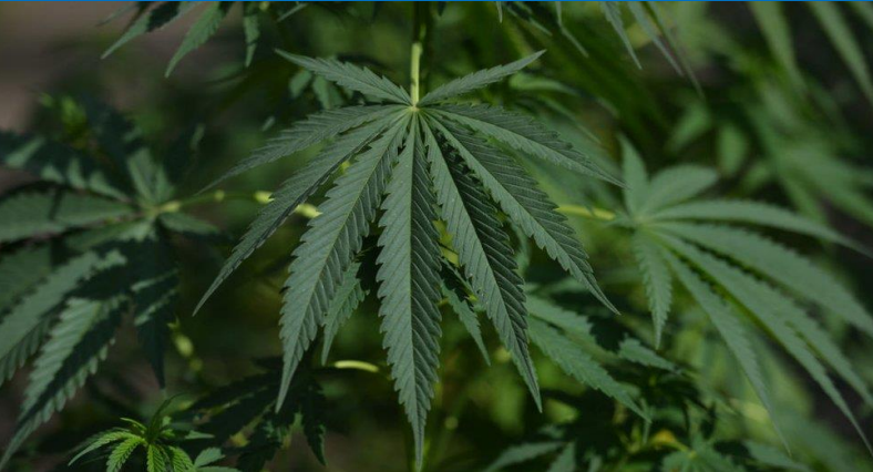 Легальная конопля