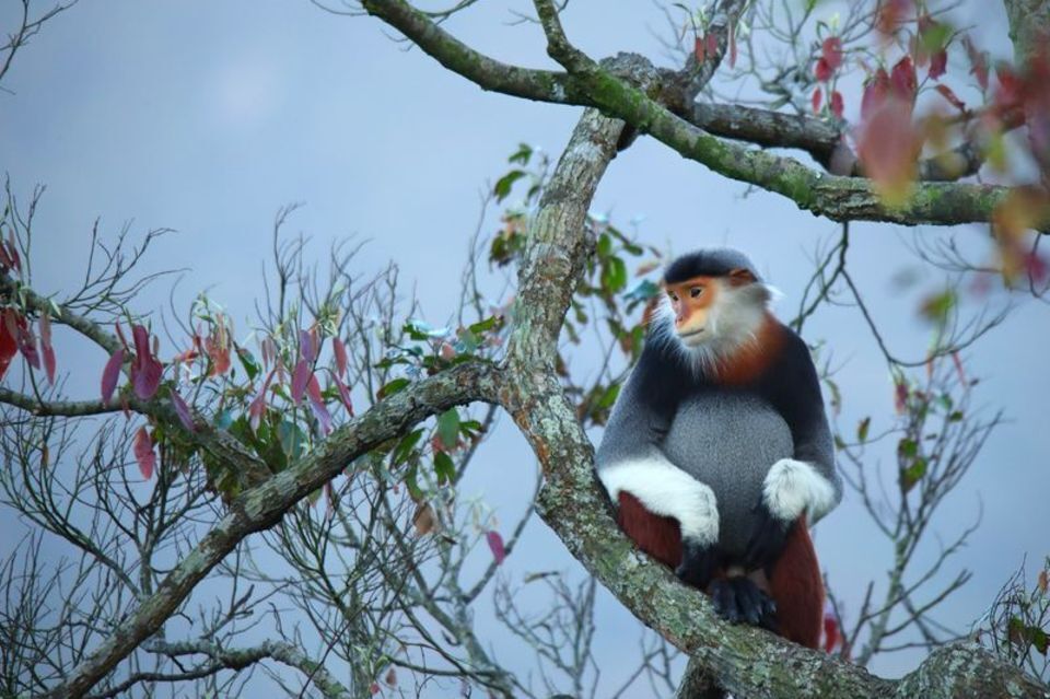 Рыжеволосая обезьяна в одежде - один из самых причудливых приматов на Земле