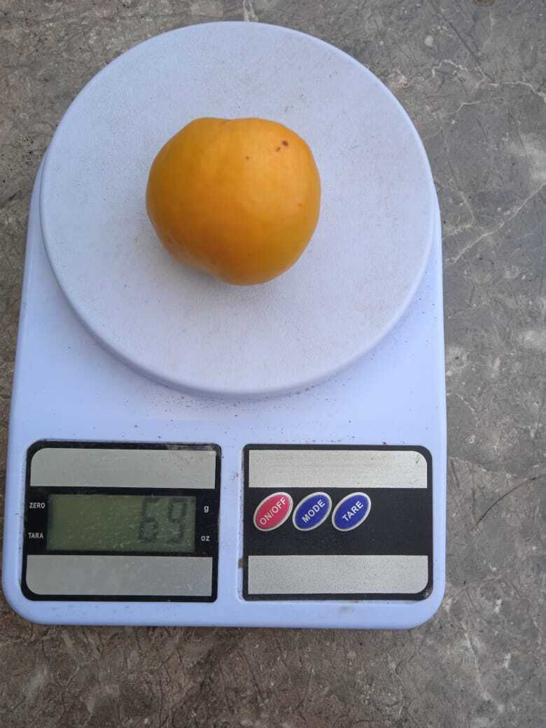 Размер плодов абрикоса имеет значение: сравниваем полученный результат.