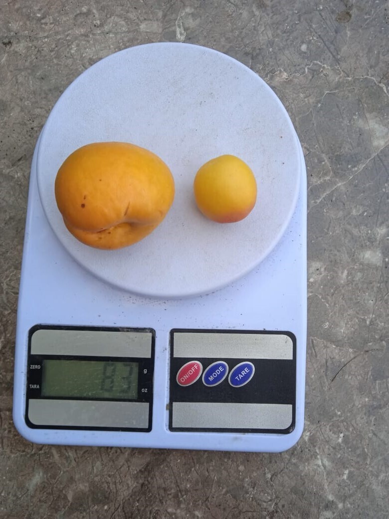 Размер плодов абрикоса имеет значение: сравниваем полученный результат.