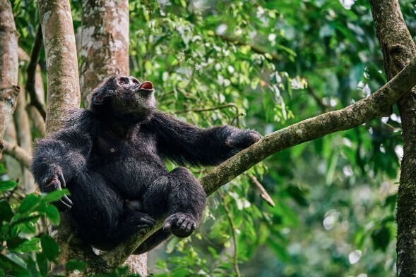 Все возгласы в сторону: эволюция голоса породила язык?