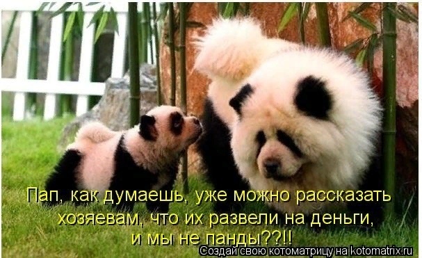 Денежные коты