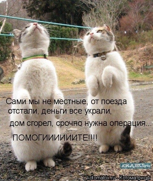 Денежные коты