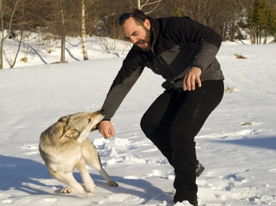 Пират, ко мне! Собака, которая спасла меня однажды! Случай из жизни
