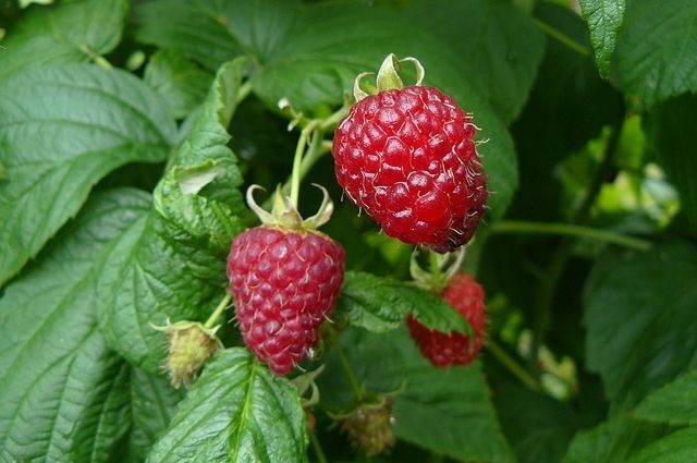 Не жизнь, а малина. В России отмечают «День варенья» любимого лакомства. 16 августа -День малинового варенья. А вы любите малиновое варенье ?