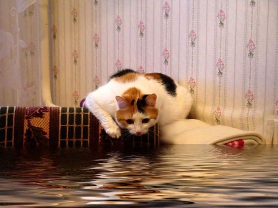 Можно ли подать в суд на УК и соседей сверху с просьбой установить истинного виновного в затоплении?