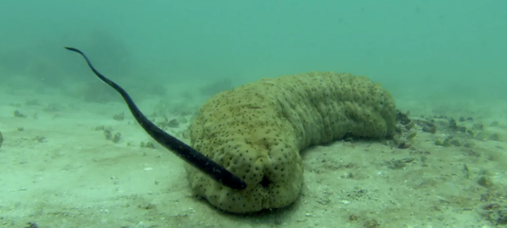 Каково это в анусе морского огурца?