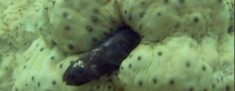 Каково это в анусе морского огурца?