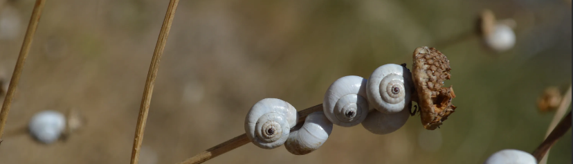 Наступить на слизня.