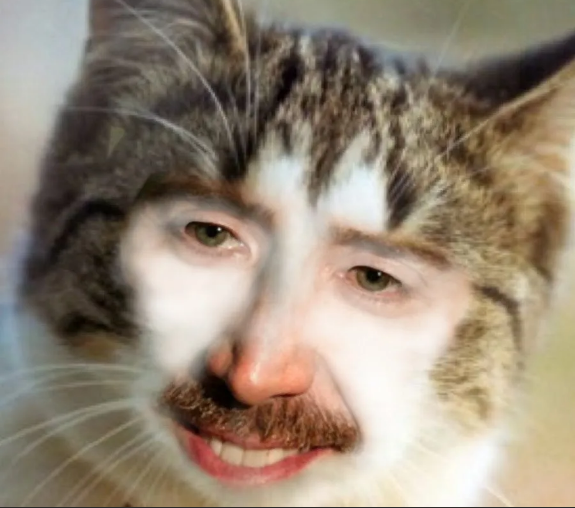 Кошунькины усы - это вибриссы!