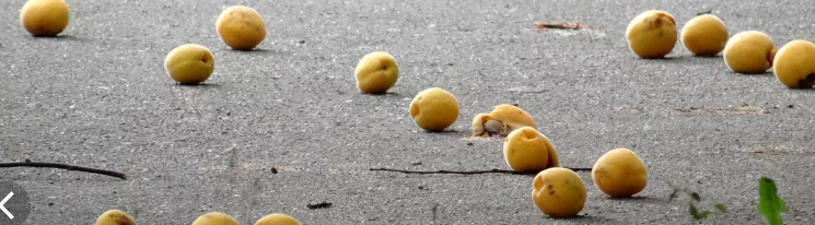 Можно ли "воровать" абрикосы?