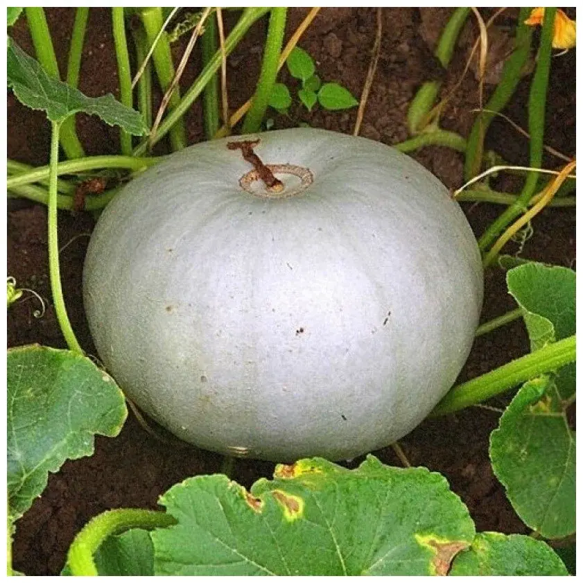 Сказочная история, которая случилась в одном приусадебном хозяйстве