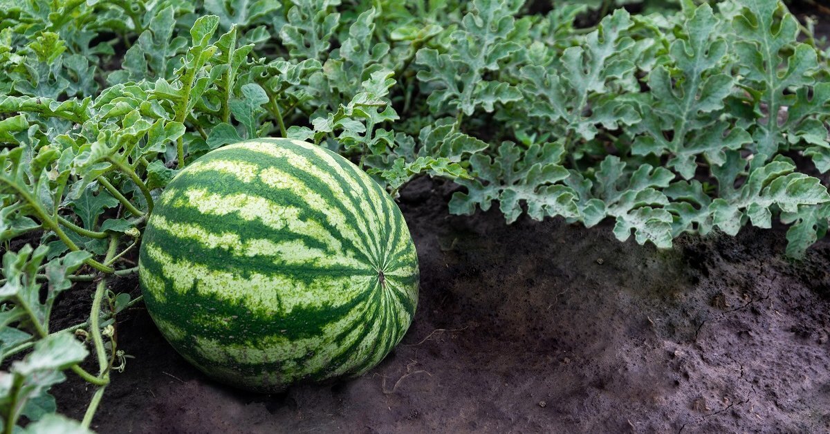 Сказочная история, которая случилась в одном приусадебном хозяйстве