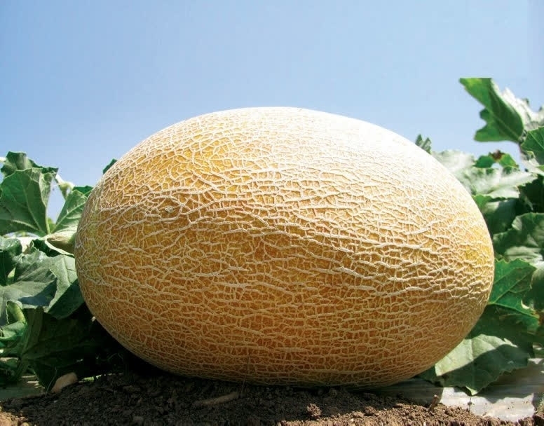 Сказочная история, которая случилась в одном приусадебном хозяйстве