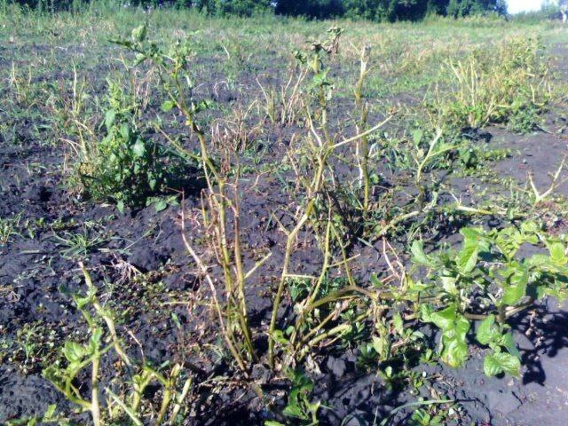 Жизнь в телефоне или зомби нового поколения.